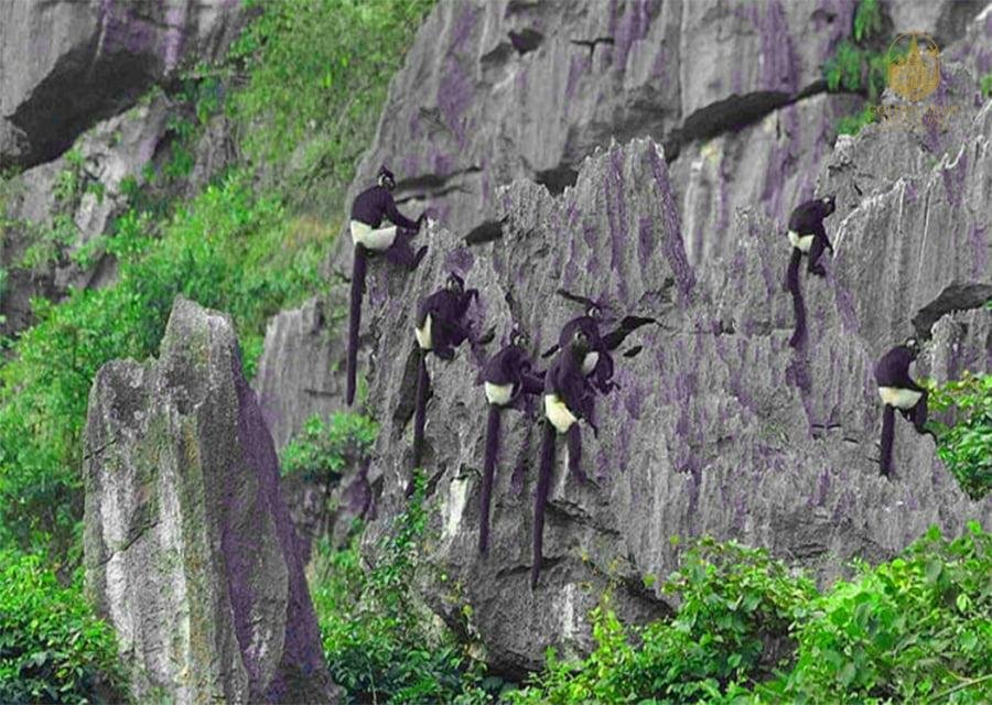 Cuc Phuong & Van Long Birding Tour: 3-Day Wildlife Adventure from Hanoi